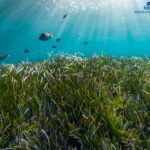 Posidonia Alert: Protect the seagrass