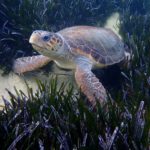 Πως βοηθάμε τις θαλάσσιες χελώνες των Κυκλάδων
